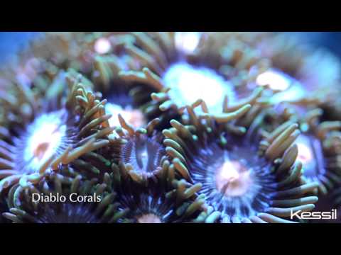 Kessil Reef Series: Part 1