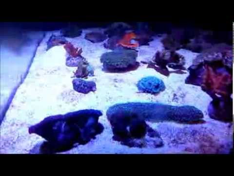 Kessil serie A360 ¿Cómo instalarlo? Unboxing por Mascotas Avila, Chiclana de la Frontera.
