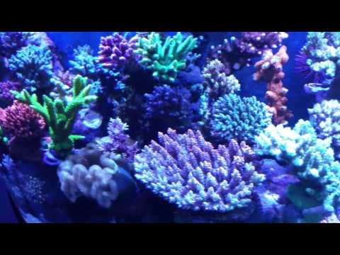 Kessil shimmer :)