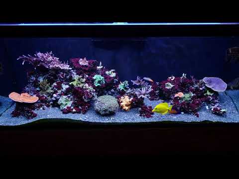 Kessil shimmer with T5