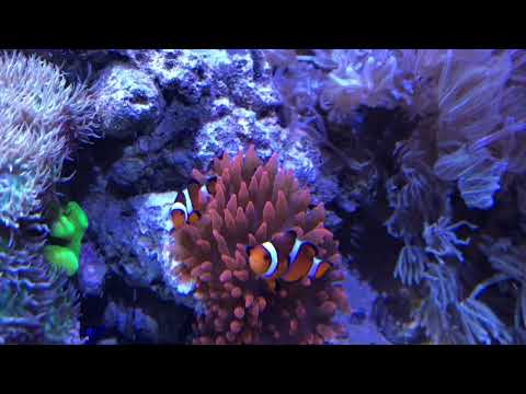 Kessil shimmer