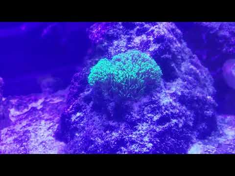 KESSIL SPECTRAL CONTOLER FIXED!
