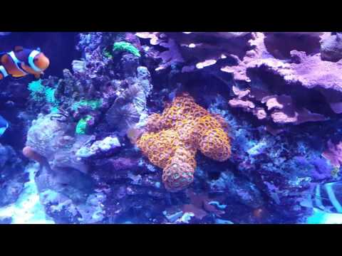 Kessil spectral controller