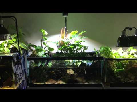 Kessil tuna sun led lighting