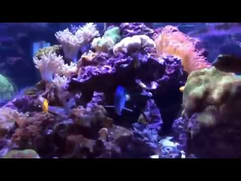 Kessil upgrade. Full tank with 8 Kessil A360WE.
