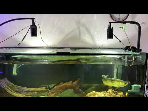 #Kessil#A160WE#Tuna#cotswold_aquatics#uk#spectral#revolution#instagram#follow#please