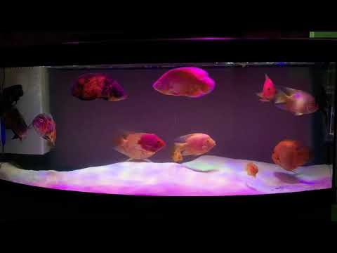 Kingkong Parrot Fish and Oscar Fish Update to my Juwel Aquarium 118 Galoon Tank