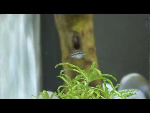 Knurrende Zwergguramis im biOrb Aquarium