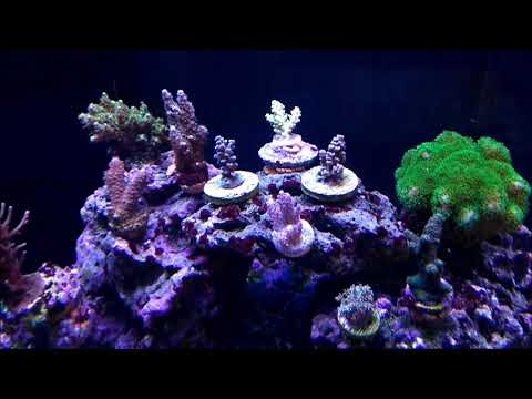 Korallen verarzten – Red Sea Reefer 250