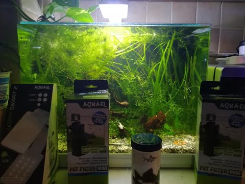 L144 Ancistrus sp. Snow White Bristlenose Aquarium Devil's Ivy Aquael Leddy Smart 2 6W Plant LED