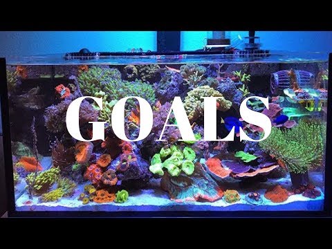 lagoon introduction | the innovative marine lagoon 25 tank