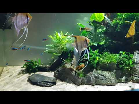 Lampa led Kessil Tuna Sun A160WE Akwarium roślinne