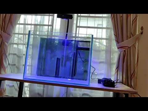 Lampu Aquarium Air Laut Spectra AquaKnight V2 ?