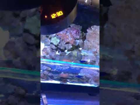 Lampu spectra v2 second