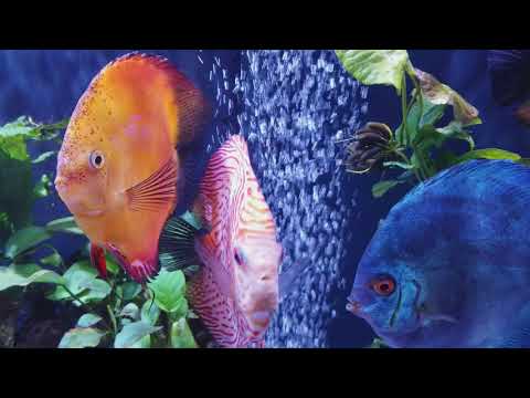 Large Discus with driftwood, plant's, and Kessil A360WE LED light