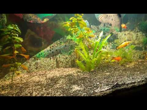LED Aquael RetroFit 10W Sunny/Plant
