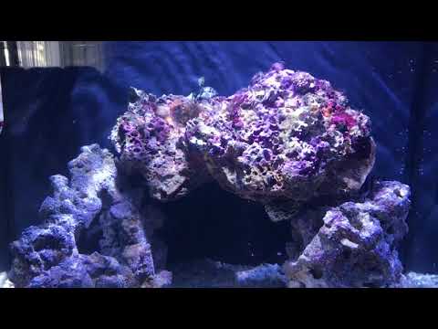 LED Biocube 32 Review (Part 5) TRADE IN — Biocube HQI with Kessil a360w Tuna Blue