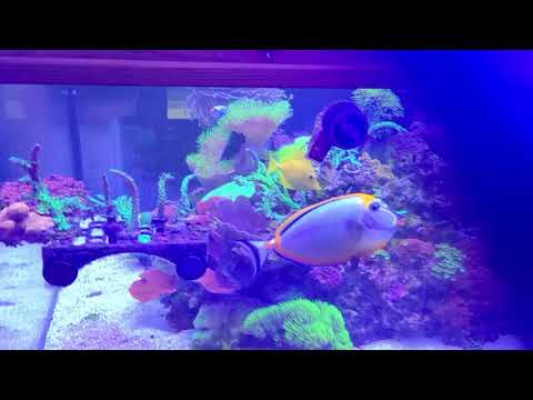 Lighting Review & Decision: Radion g5 xr15 blue, another 2 Kessil 360x or hand built??