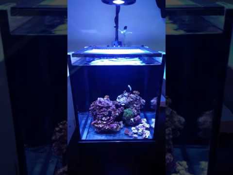 Little update Kessil A80