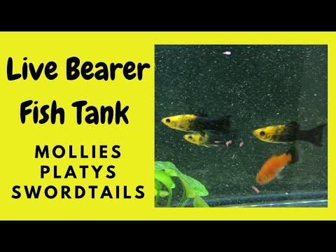 Live Bearer Fish Tank – Mollies, Platys and Swordtails