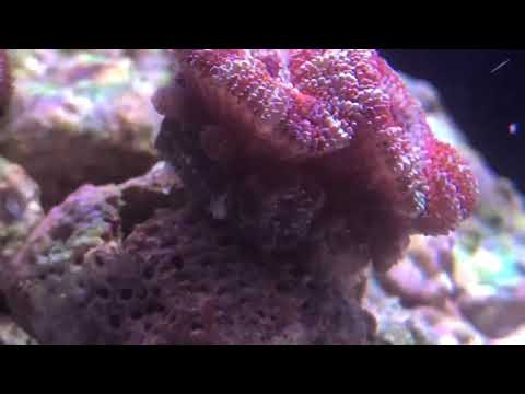 long overdue! Innovative marine fusion 20