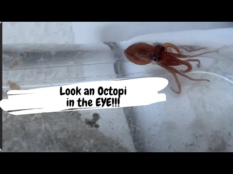 Look an Octopi in the EYE!!! Caribbean Reef Octopus