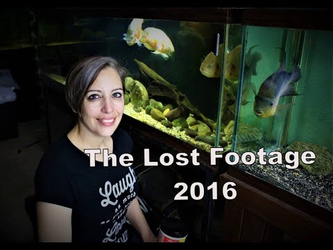 Lost Fish Footage- 2016 NEC Cichlid Show in New England