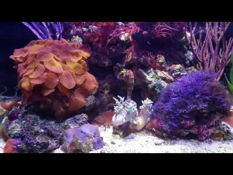 Lots of color…43 gallon Red Sea Reefer