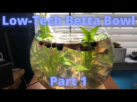 Low-Tech Betta Bowl – Part1