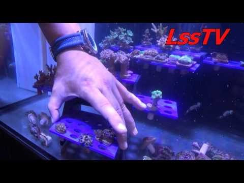 LssTV68  innovative-marine   ReefRack (MACNA)