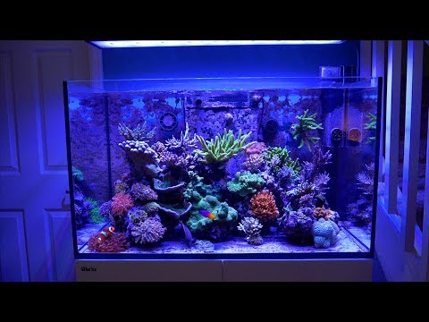 Luis Rosa's Red Sea Reefer