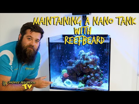 Maintaining a Nano Reef Aquarium with Reefbeard | Gallery Aquatica TV