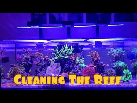 Maintaining And Cleaning A Reef Tank | 525XL Red Sea Reefer