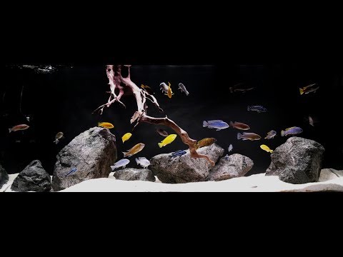 Malawi – African Cichlids, 450 Juwel Rio tank update