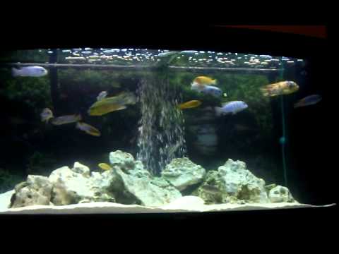 Malawi cichlid tank Juwel Vision 260