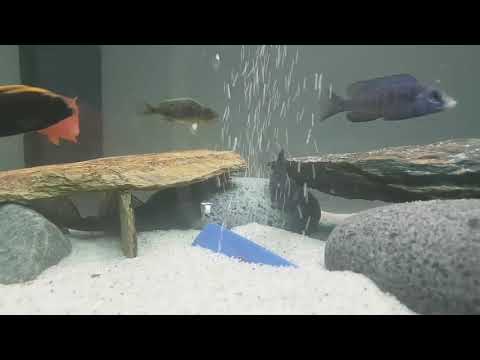 Malawi Cichliden  Juwel Aquarium