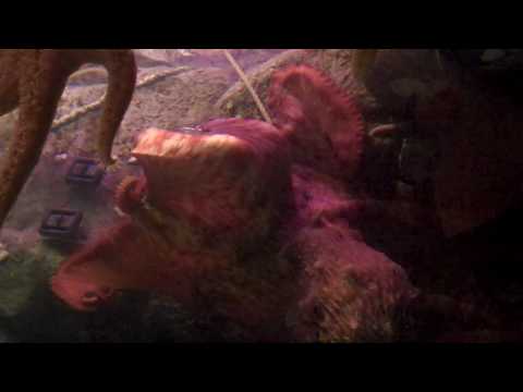 Mandalay Bay Shark Reef Octopus Selects Juan Manuel Marquez