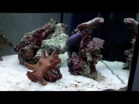 Marine 120l juwel tank