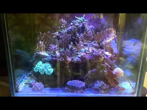 Masih Pakai Lampu Aquaknight V2