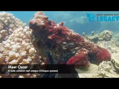 Mating Reef Octopus