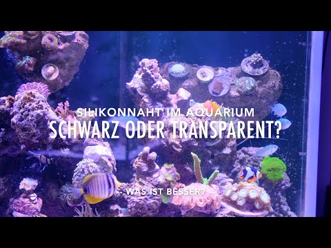 Meerwasser Aquarium Schwarz oder Transparent verkleben? Beachte das bei der Planung Silikon Weißglas