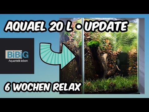 Mein Aquael 20 l Bienengarnelen Aquarium nach 6 Wochen | Update Relax | BiBiG