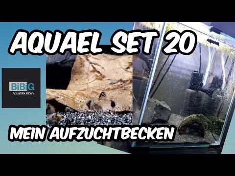 Mein Aquael Set 20 als Aufzuchtbecken | Unboxing & Einrichtung für die optimalen Bedingungen | BiBiG
