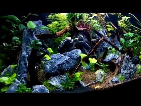 Mein Aquascape Juwel Aquarium 110 L Tag 32