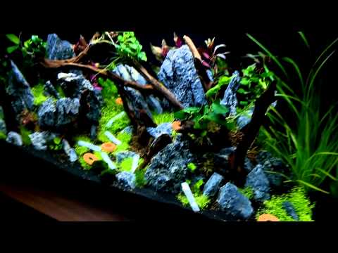 Mein Aquascape Juwel Aquarium 110 Liter – Tag 1