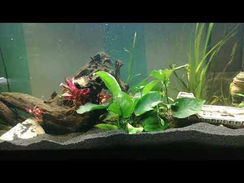Mein juwel aquarium in Dezember 2019