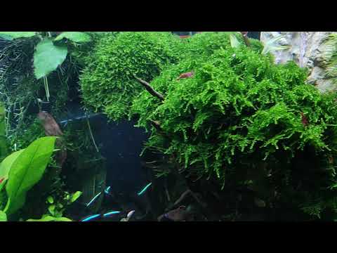 Mein Juwel Rio 180 Aquarium Tank mit Co2