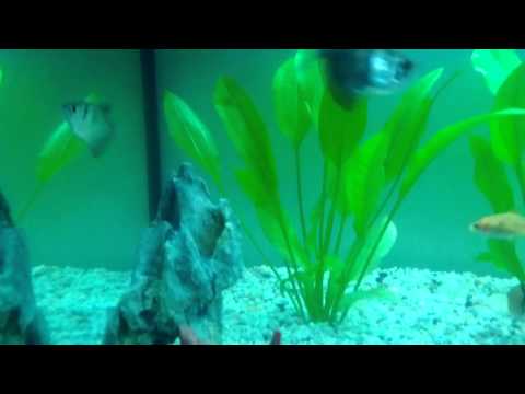 Mein neues Juwel Aquarium 110 l