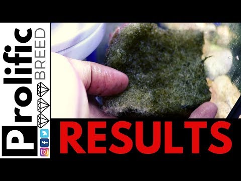 MICRO BUBBLE SCRUBBING RED SEA REEFER 350 REEF TANK