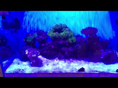 Miracle mud & ai lighting & bubble magus curve 5